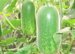 吃瓜网官网cgw,揭秘娱乐圈幕后故事，带你领略娱乐八卦新视角