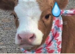 娱乐吃瓜酱音乐